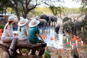 stock-family-safari