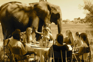 picnicking with elephants blog 3