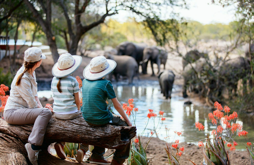 stock-family-safari