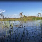 testimonial-author-2