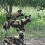 testimonial-author-2