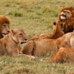 testimonial-author-2